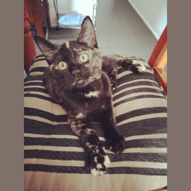 Photo of Jasmine (Petstock)