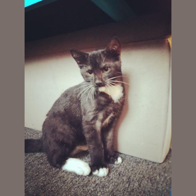 Photo of Pepper (Petstock)