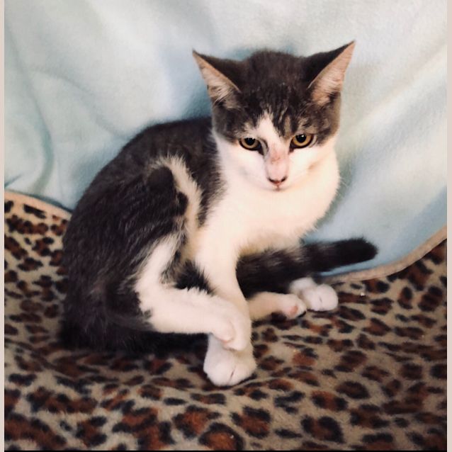 Photo of Louie 