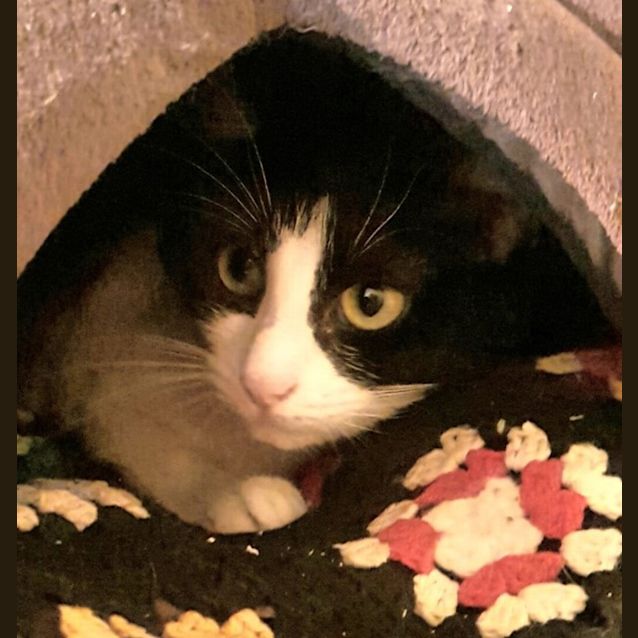 Photo of Zelda