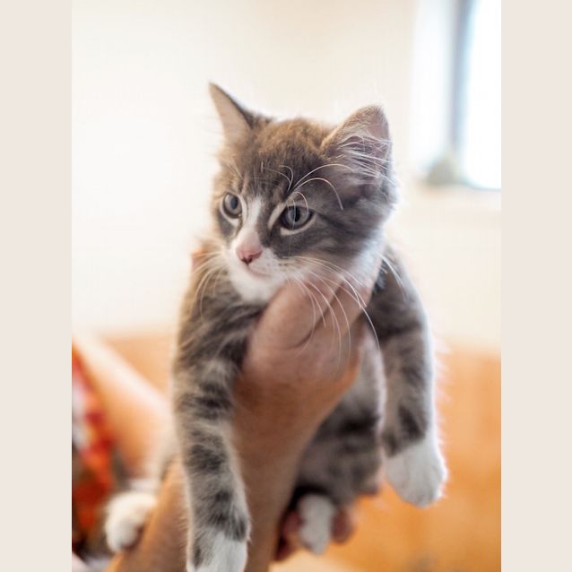 Photo of Harrison ~ 10 Week Old Kitten (On Trial 04/04/21)