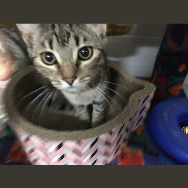 Photo of Ivy
