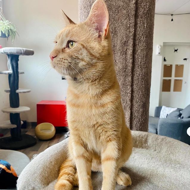 Photo of Smittie (Located In Preston)