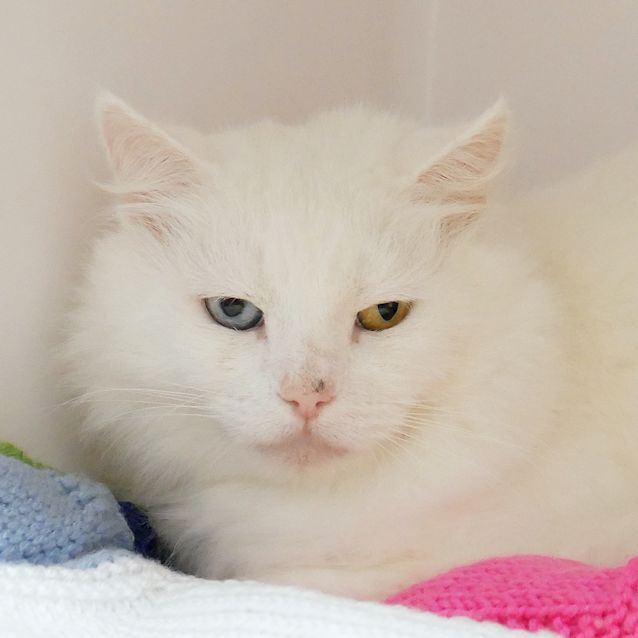 Photo of Stitch Sta006160