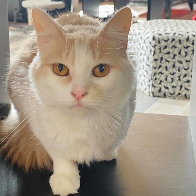 Photo of Nelly   Located In Preston 