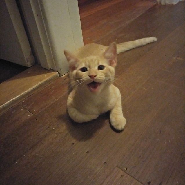 Photo of Champy
