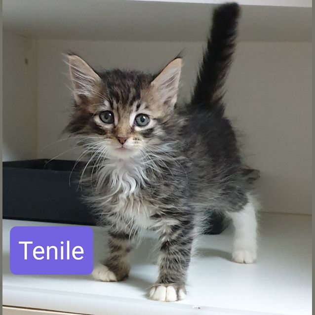 Photo of Tenile