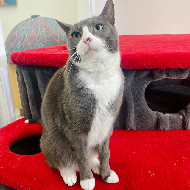 Photo of Loki   Located In Preston 
