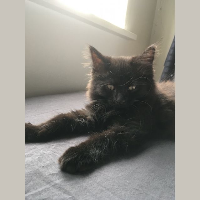 Photo of Sootie And Sweep