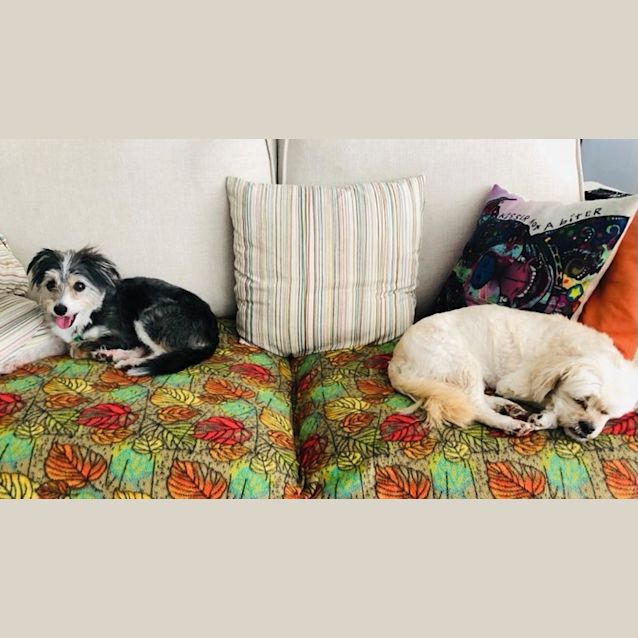 Photo of Charli Dl2624 & Rosie Dl2625