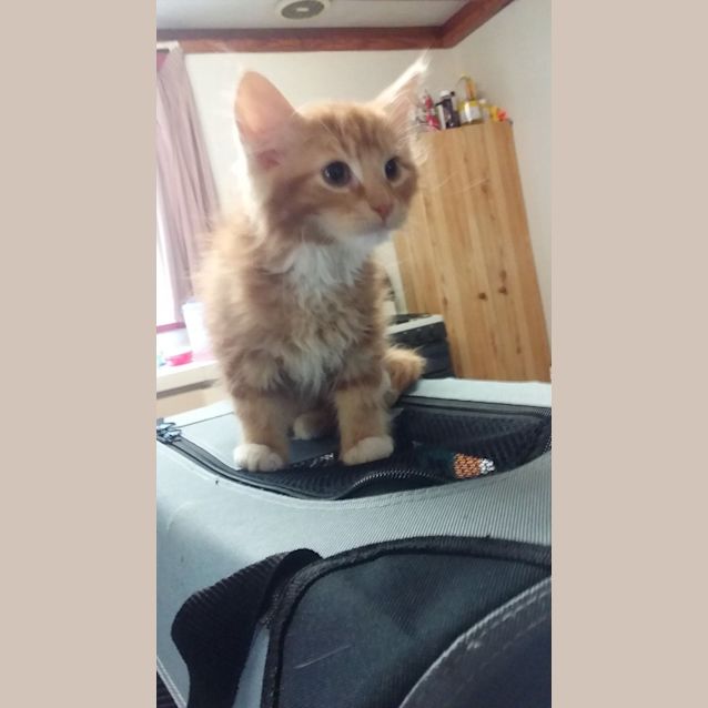 Photo of Pumpkin (Piper)