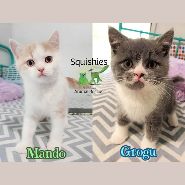Photo of 🐱‍🚀 Mando & Grogu 🐱‍🚀