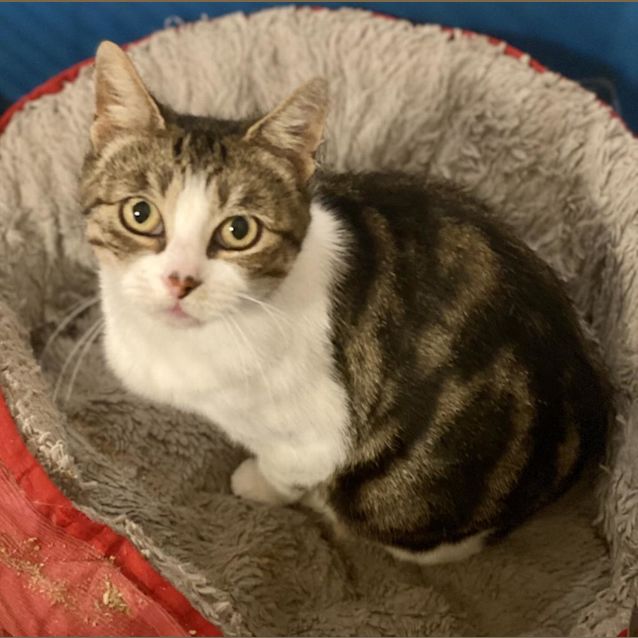 Photo of Brenda The Cutie Pie Cat!