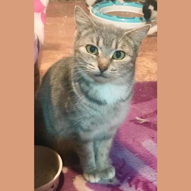 Photo of Dusty Heights The Petite Grey Tabby!