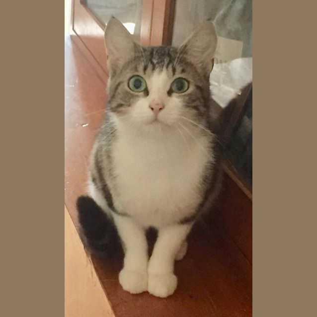 Photo of Kiki The Shy Cat