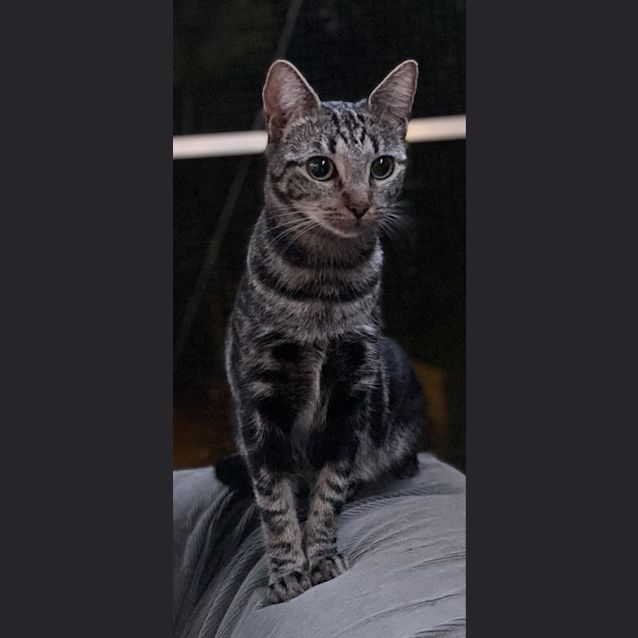 Photo of Pretty Possum Pusscat!