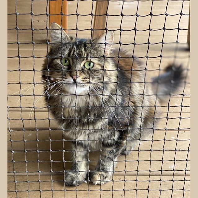 Photo of Tallulah Twinkletoes The Torbie Lionness