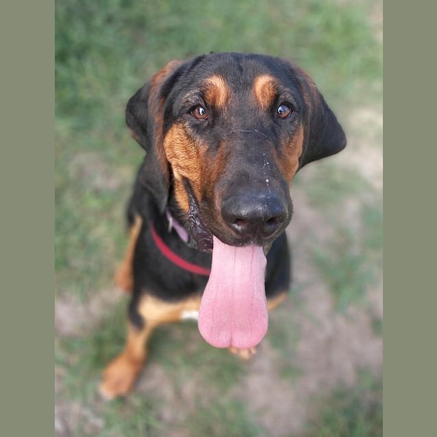 Photo of Daisy 