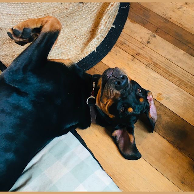 Photo of Huxley