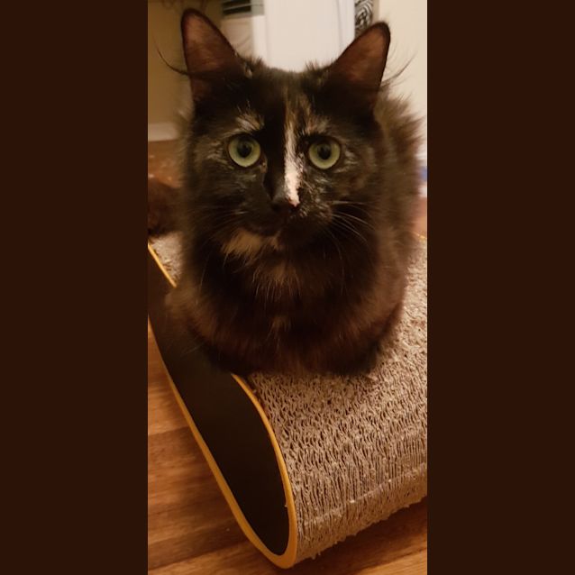 Photo of Polly