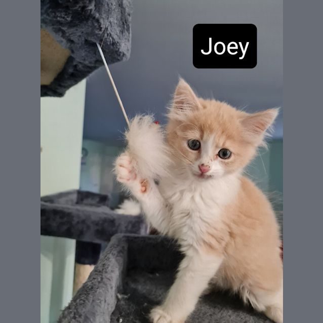 Photo of Joey