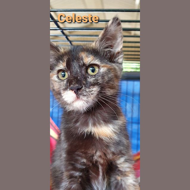 Photo of Celeste