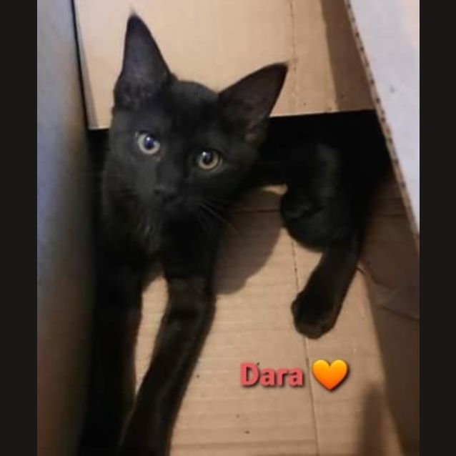 Photo of Dara