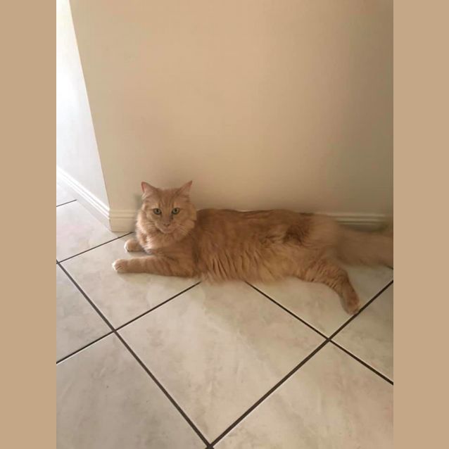 Photo of Pogo