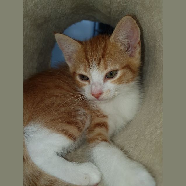 Photo of Barney