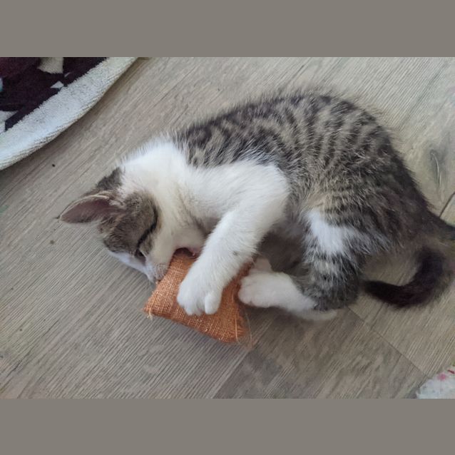 Photo of Loki
