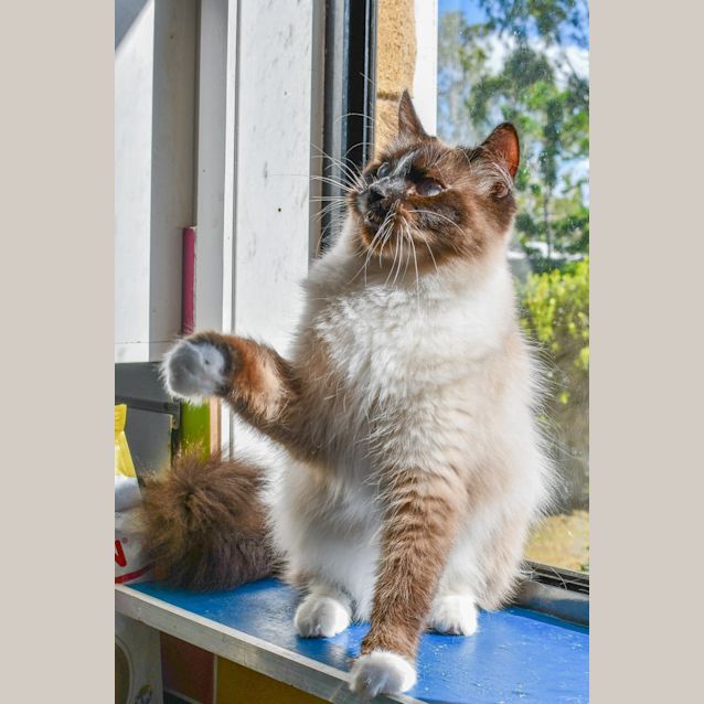 Photo of Dusty