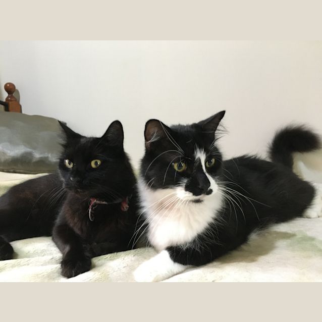 Photo of Bam Bam & Maccona