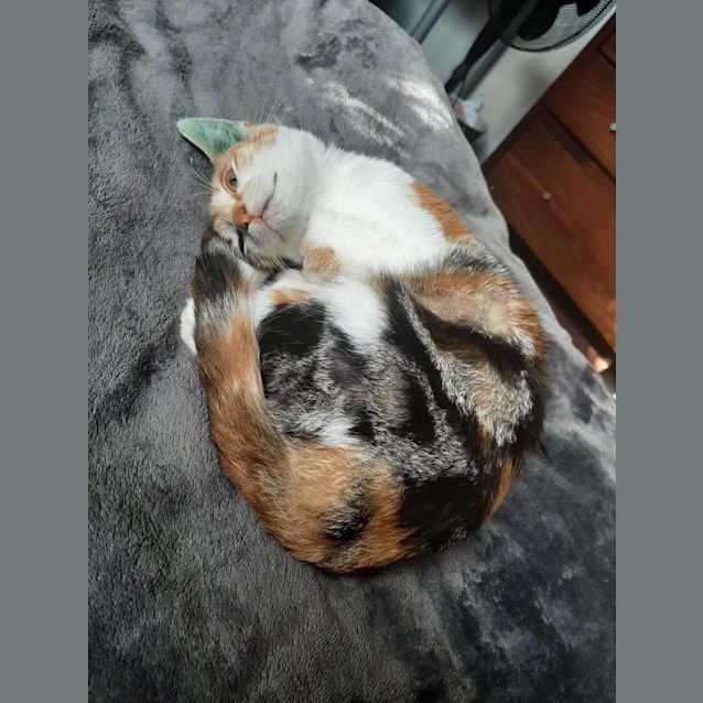 Photo of Peri