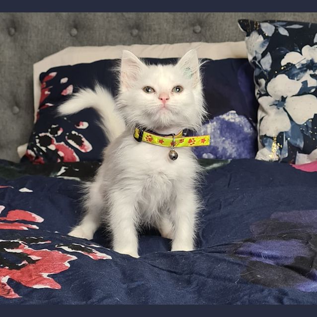 Photo of White Medium Haired Girl