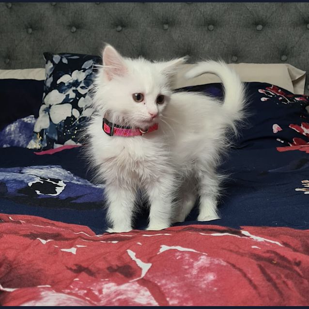 Photo of White Medium Haired Female