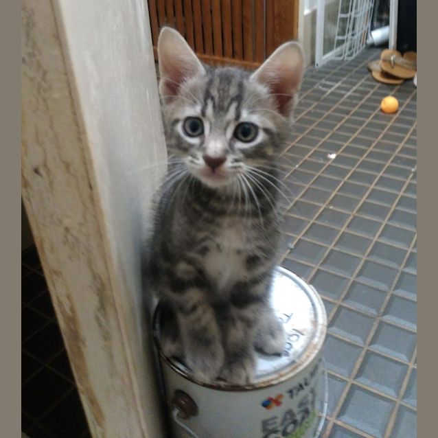 Photo of Chai