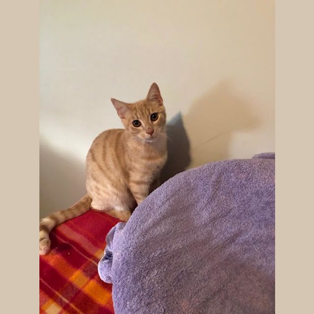 Photo of Harley   Located In Melbourne