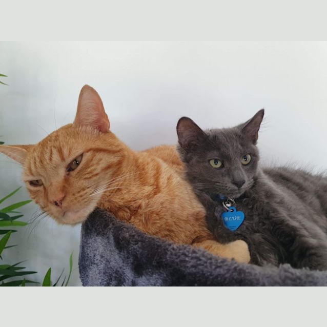 Photo of Blue 