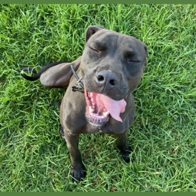 Photo of Pepper