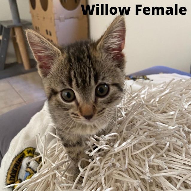 Photo of Willow