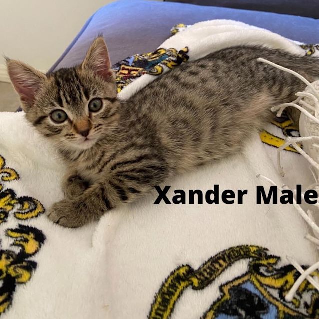 Photo of Xander 