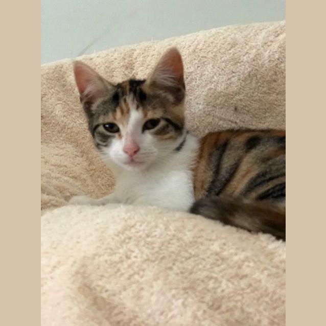 Photo of Clementine   Located In Reservoir