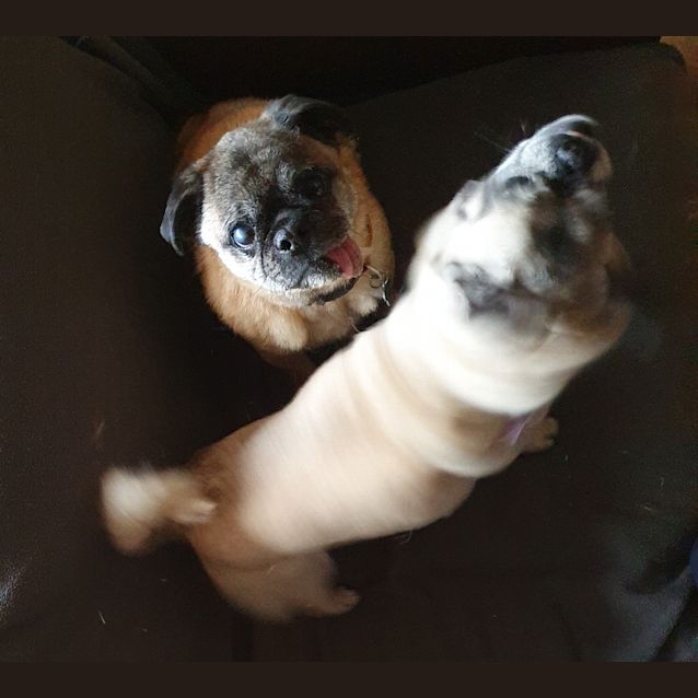 Photo of Alvin & Coco