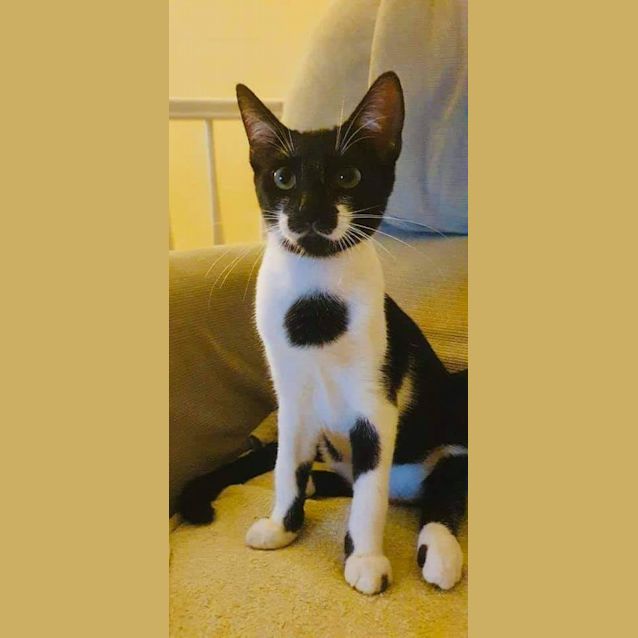 Photo of Mischief 