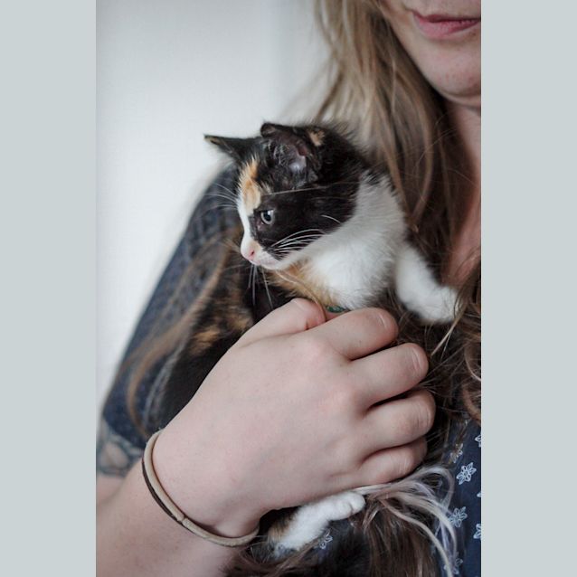 Photo of Bindi ~ 10 Week Old Kitten (On Trial 19/4/21)