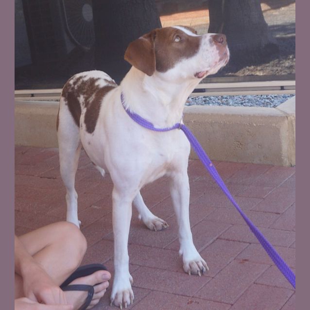 Photo of Bella