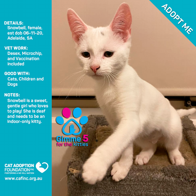 Photo of Snowbell
