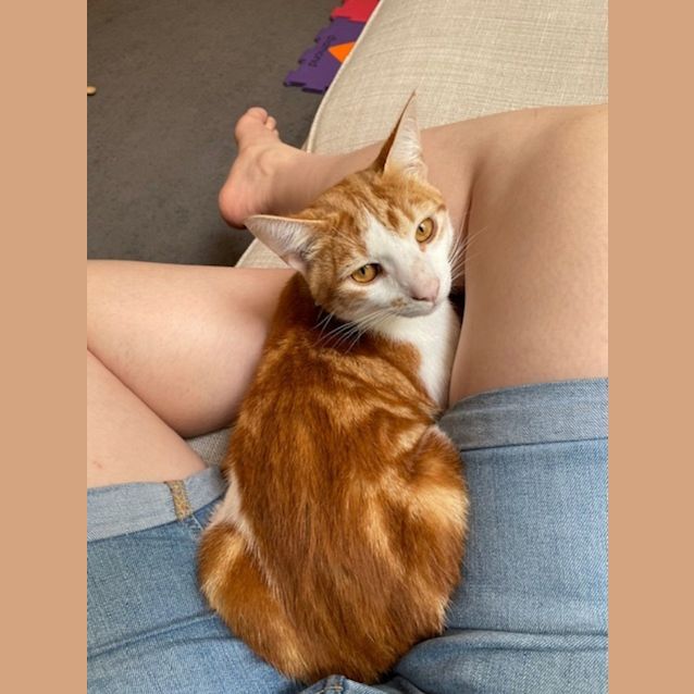 Photo of Garfield (Now Bert)