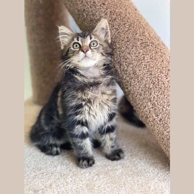 Photo of Banjo