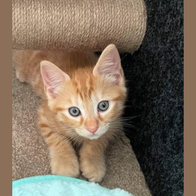 Photo of Pumpkin & Willow